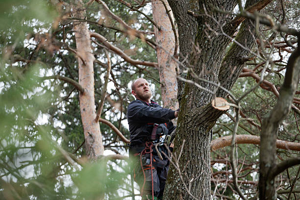 How Our Tree Care Process Works  in  Lincroft, NJ